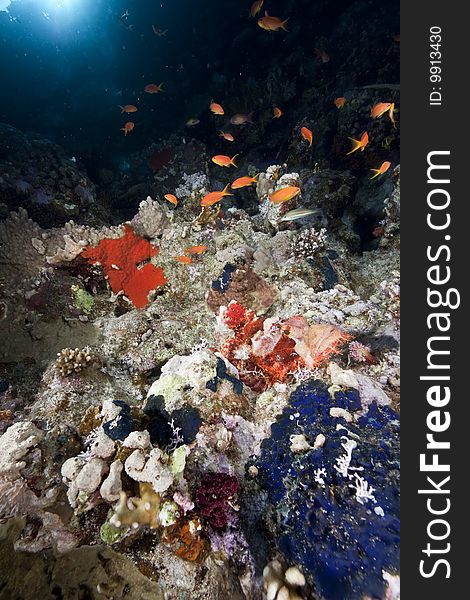 Ocean, Coral And Scorpionfish