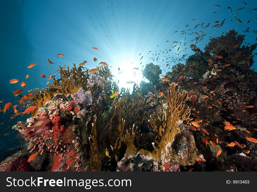 Ocean, coral and sun taken in the red sea.