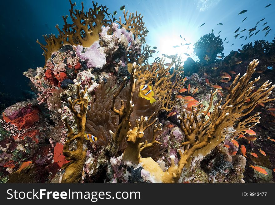 Ocean, coral and sun taken in the red sea.