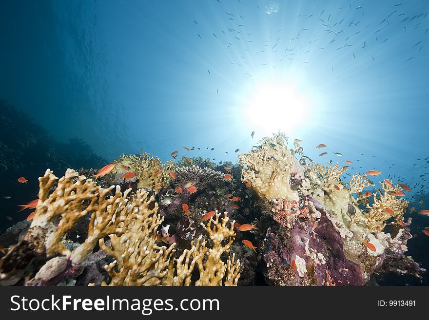 Ocean, coral and sun taken in the red sea.