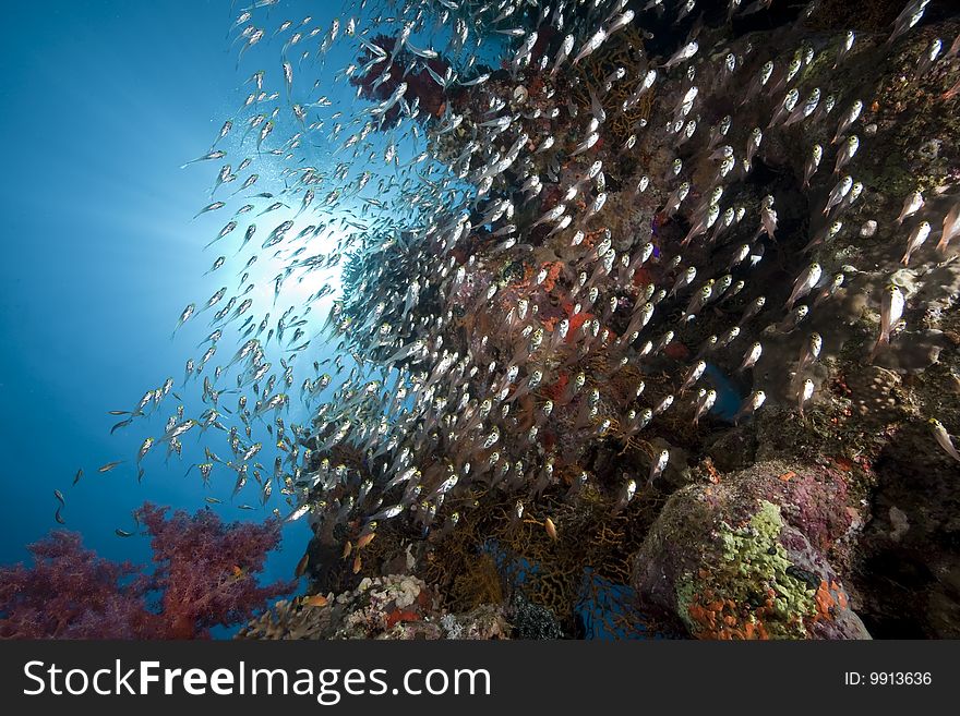 Ocean, sun and fish taken in the red sea.