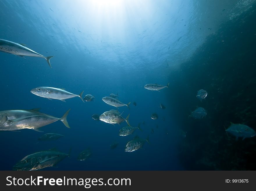 Ocean, sun and yellow-dotted trevally taken in the red sea.