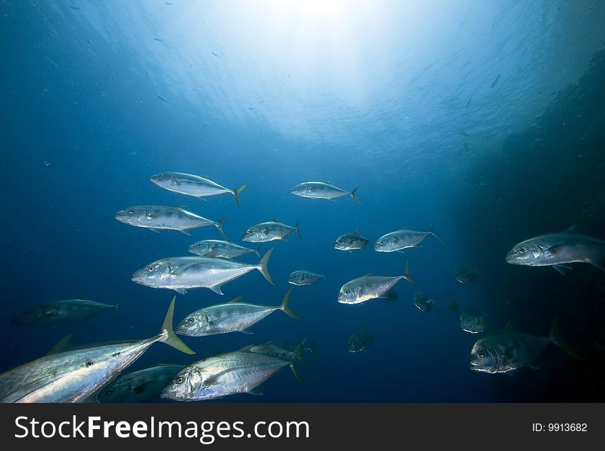 Ocean, sun and yellow-dotted trevally taken in the red sea.