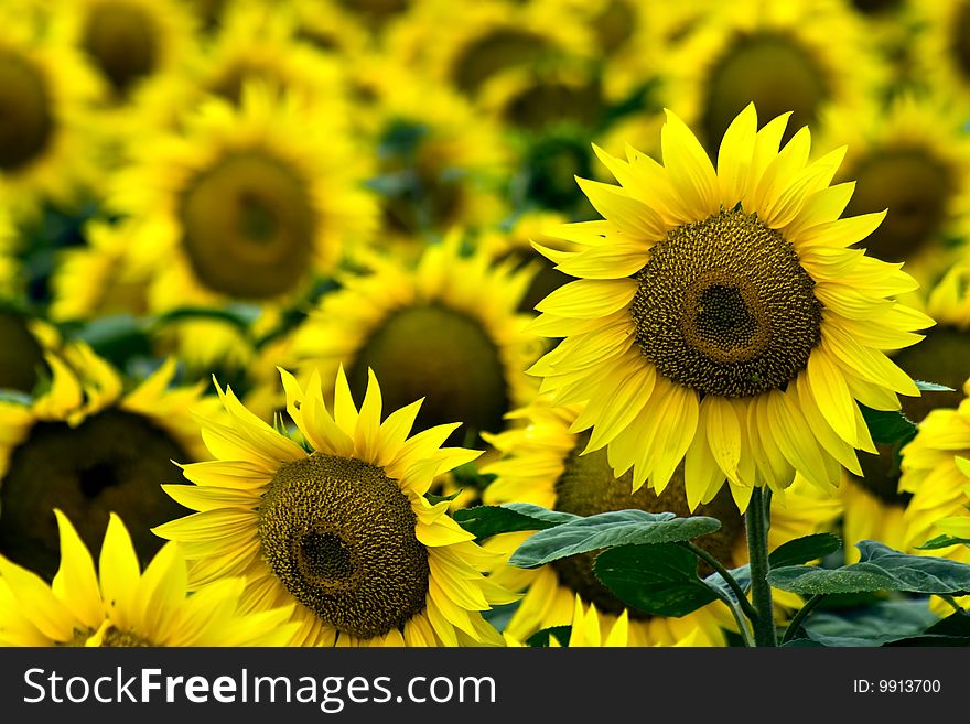 Beautiful, yellow sunflowers the afield.