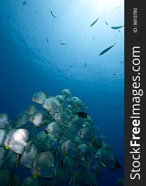 Ocean, sun and orbicular spadefish taken in the red sea.