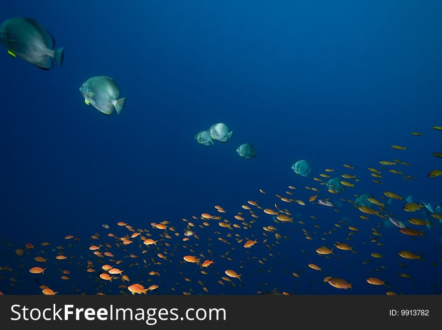 Ocean, sun and orbicular spadefish taken in the red sea.