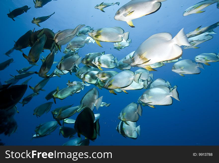 Ocean, sun and orbicular spadefish taken in the red sea.