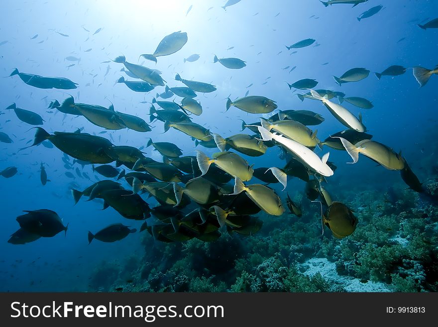 Ocean, sun and unicornfish taken in the red sea.