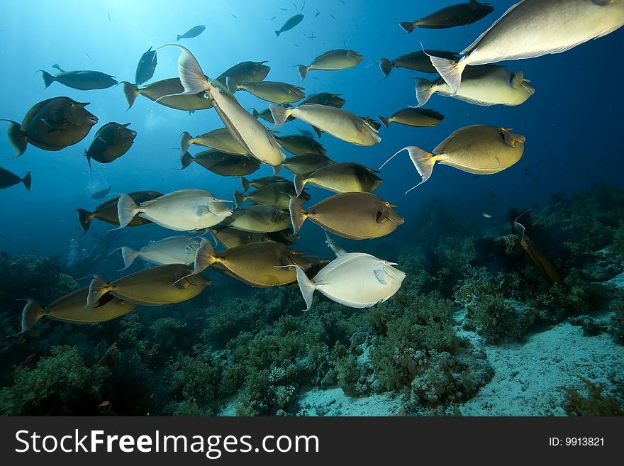 Ocean, sun and unicornfish taken in the red sea.