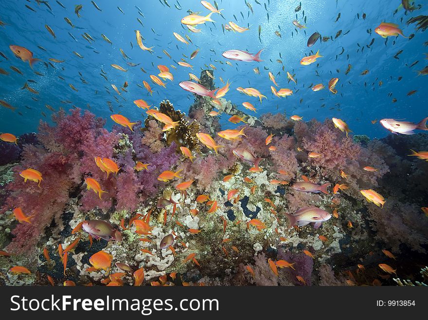 Ocean, sun and fish taken in the red sea.