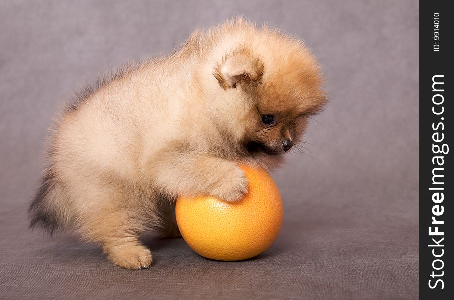 Puppy of the purebred spitz-dog withw grapefruit. Puppy of the purebred spitz-dog withw grapefruit