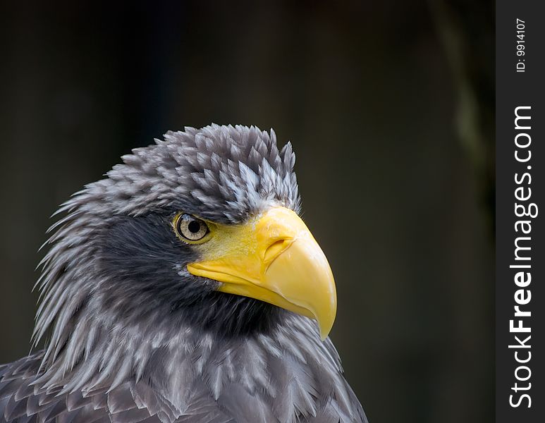 Close Up Of A Eagle