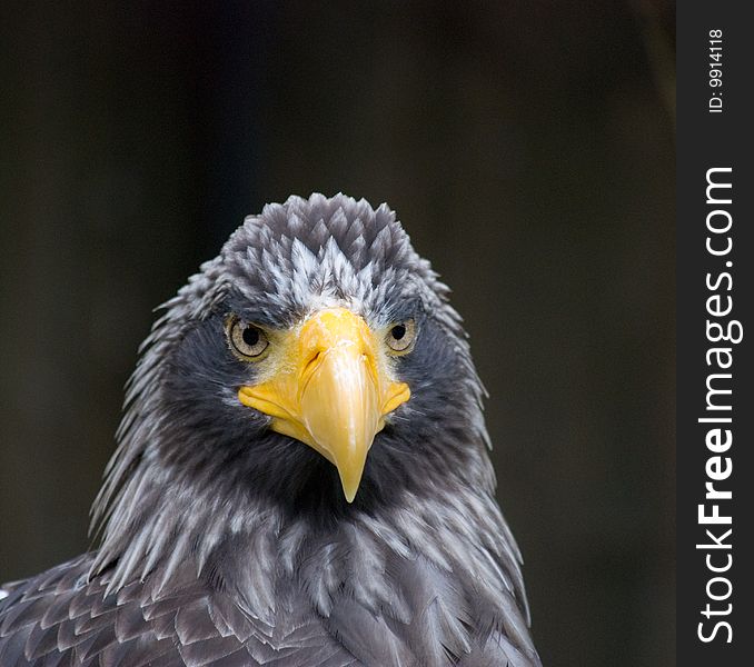 Close up of a eagle