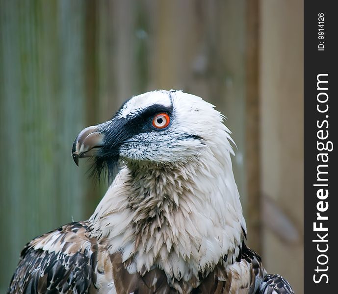 Close Up Of A Eagle