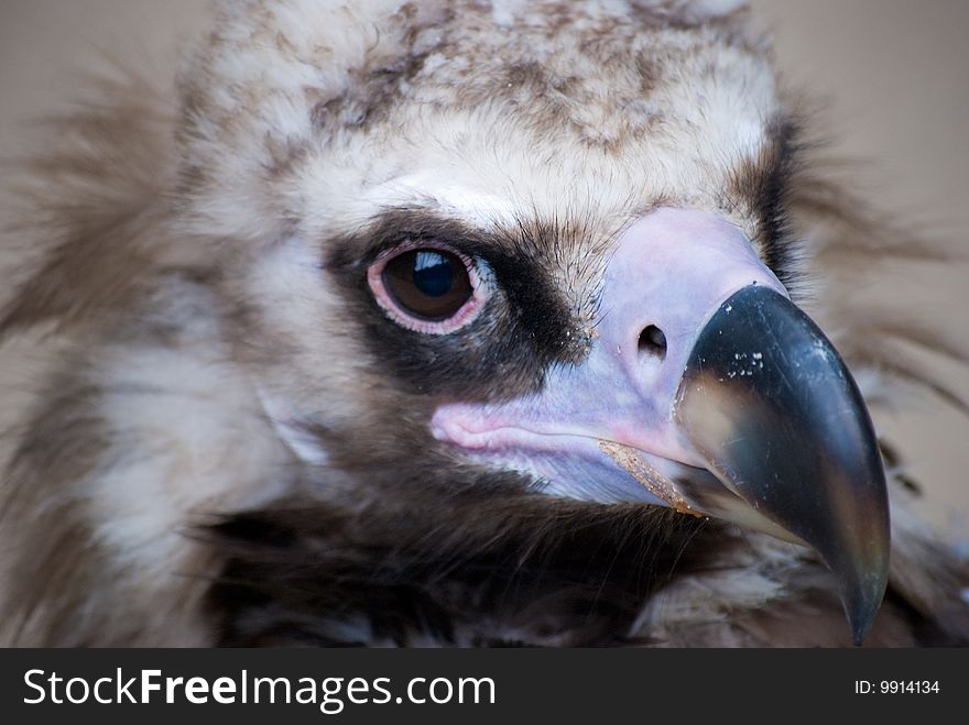 Close Up Of A Eagle