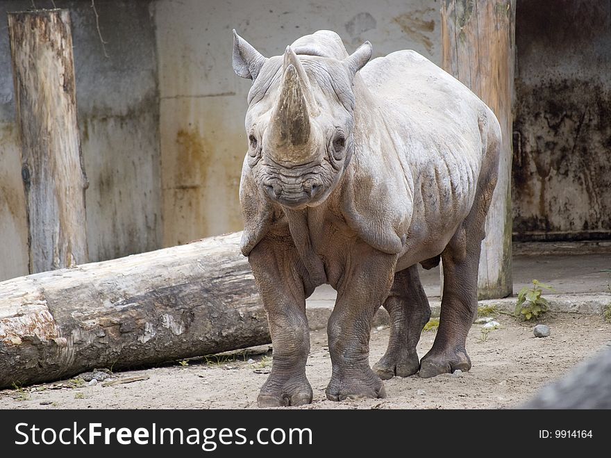 Body shot of a Rhinoceros