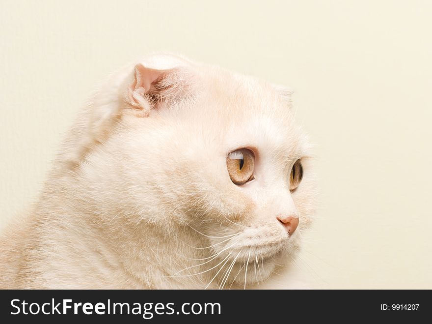 Pretty little cat (isolated photo). Pretty little cat (isolated photo)