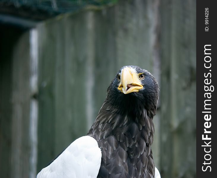 Head Of A  Eagle