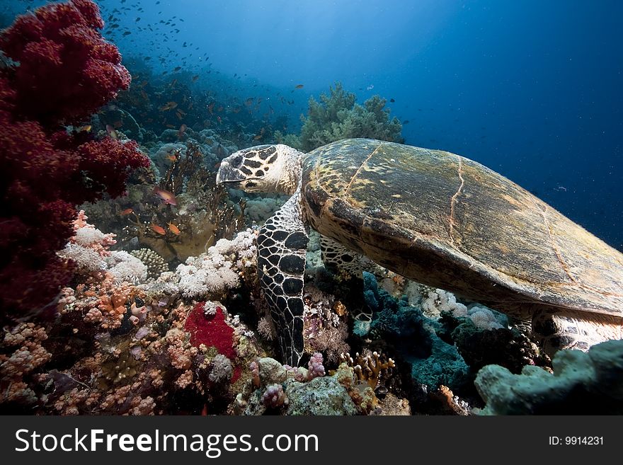 Ocean, sun and hawksbill turtle taken in the red sea.