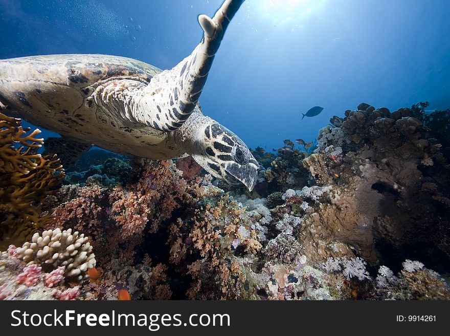 Ocean, sun and  hawksbill turtle taken in the red sea. Ocean, sun and  hawksbill turtle taken in the red sea.