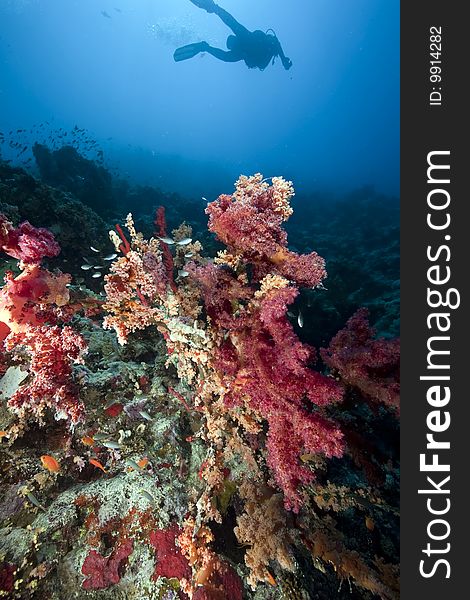 Ocean, sun and coral taken in the red sea.