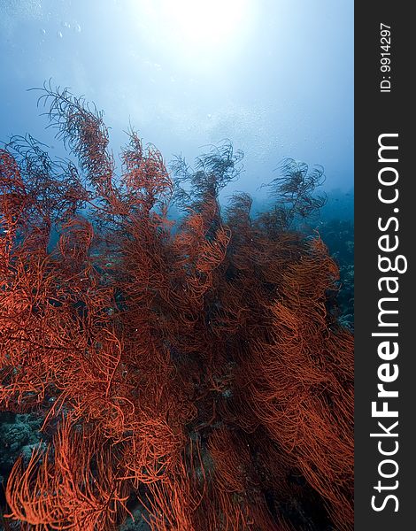 Ocean, sun and branching black coral taken in the red sea.