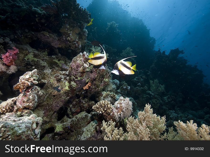 Ocean, sun and fish taken in the red sea.