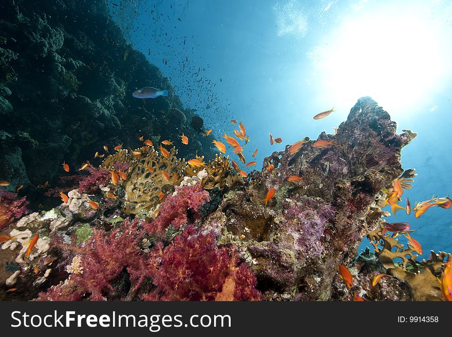 Ocean, sun and fish taken in the red sea.