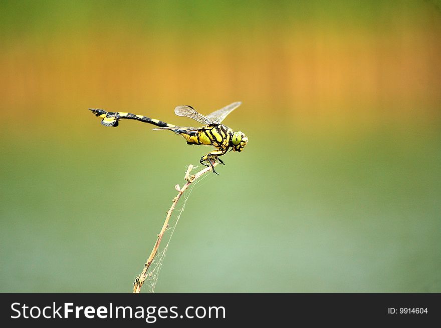 Dragonfly stand on the branch