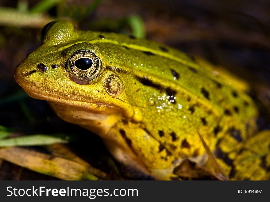 Green frog sitting in shallow water in closeup