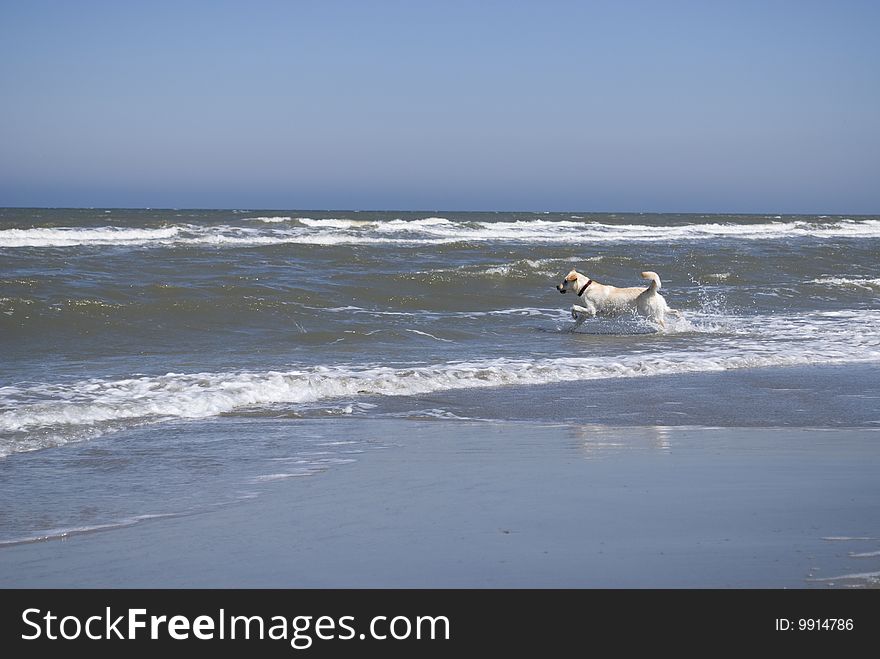 A labrador running from the beach into the ocean. A labrador running from the beach into the ocean