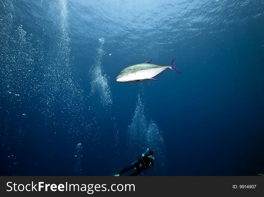 Ocean, sun and fish taken in the red sea.