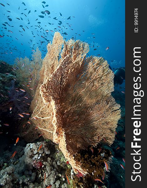 Ocean, sun and fish taken in the red sea.