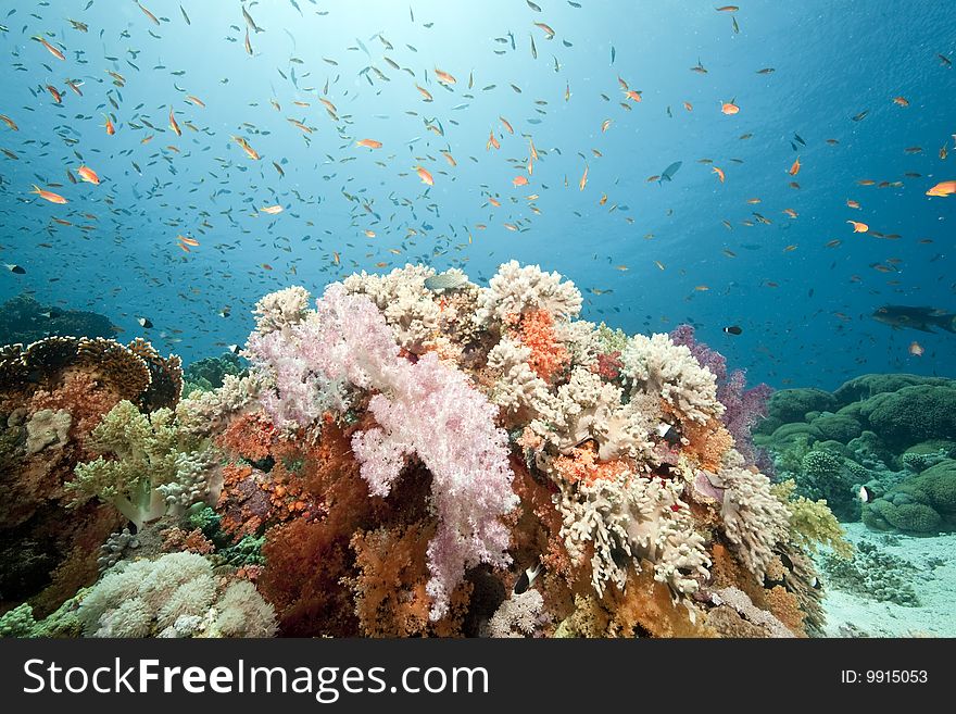 Ocean, sun and fish taken in the red sea.