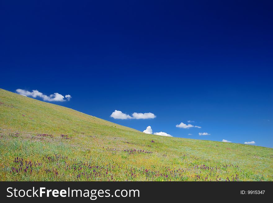 Green meadow with flowers and blue clear sky