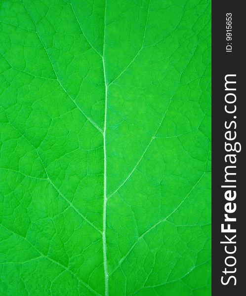 The texture of green leaf close up