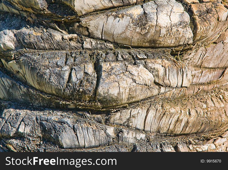 Palm-tree bark background with shadows