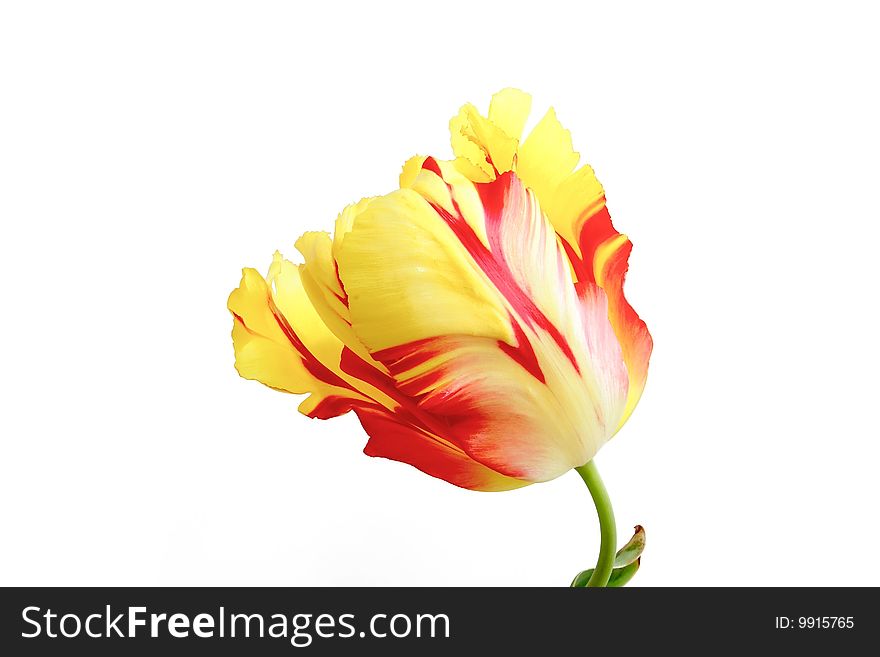 Tulip on the white background