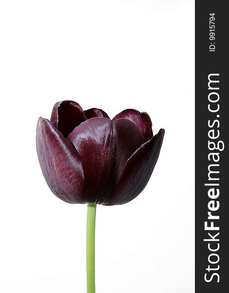 Tulip on the white background