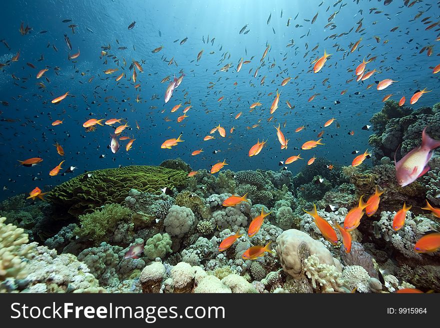 Ocean, sun and fish taken in the red sea.