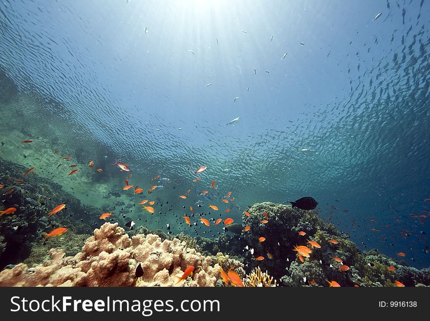 Ocean, sun and fish taken in the red sea.