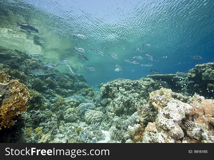 Ocean, sun and fish taken in the red sea.