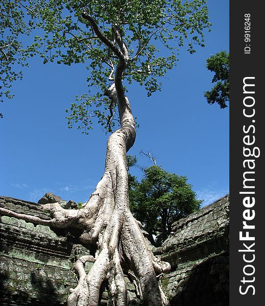 Photo of a tree growing on the Ta Prohm temple near angkor wat and siem reap. Photo of a tree growing on the Ta Prohm temple near angkor wat and siem reap.