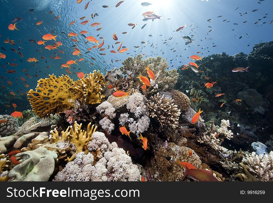 Ocean, sun and fish taken in the red sea.