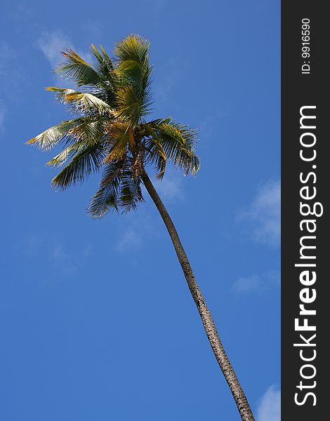 Palm tree with sky behind. Picture taken in Puerto Rico. Palm tree with sky behind. Picture taken in Puerto Rico.