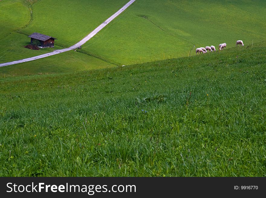Sheep on meadow in Austrian village. Sheep on meadow in Austrian village
