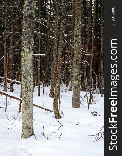 Winter at Bretton Woods, New Hampshire