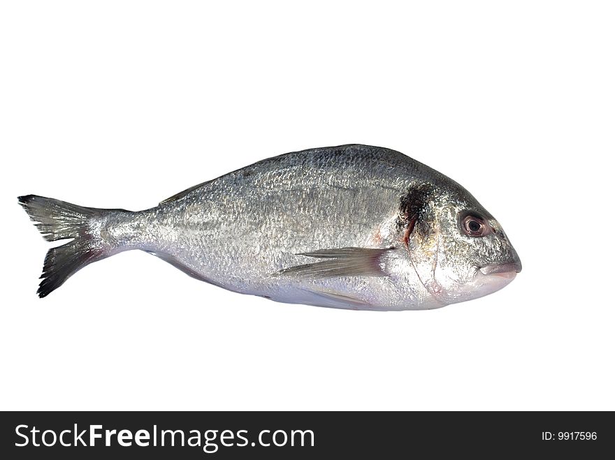 Royal gilthead on white background. Royal gilthead on white background