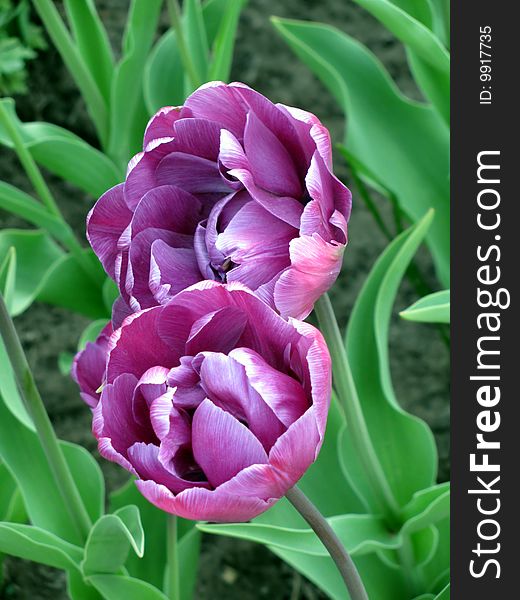 Two violet tulips on green leaves background