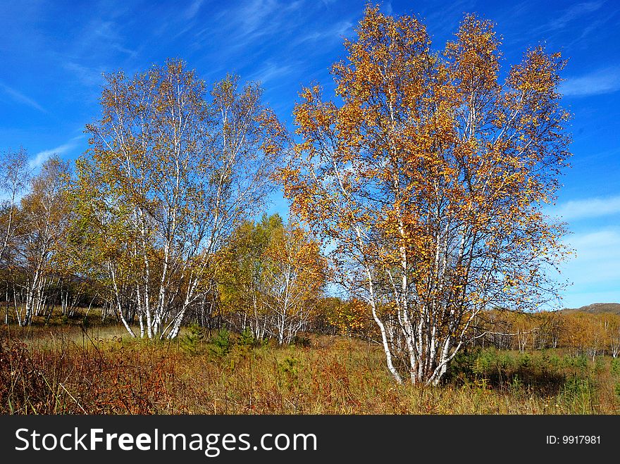 Present a beautiful autumn picture.